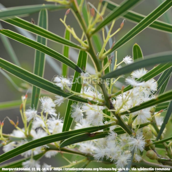 Acacia suaveolens, Mimosa odorant à fleur blanche, jaune pâle image